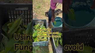 Using SAFF fungicide for plants to avoid fungus dragonfruitfarming agriculture [upl. by Aneert851]