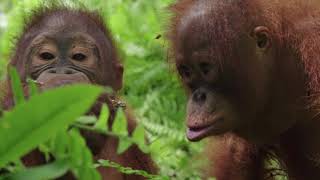 Orangutan Jungle School – New Dates Announcement [upl. by Jeramey]