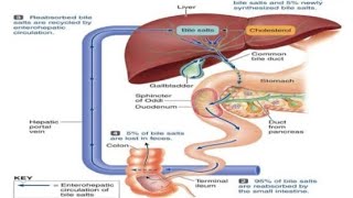 Bile pathwayRole of bile in digestion [upl. by Ennayehc]