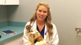 Naperville Animal Hospital Meet the Vet Dr Tiana Royer [upl. by Rekoob]