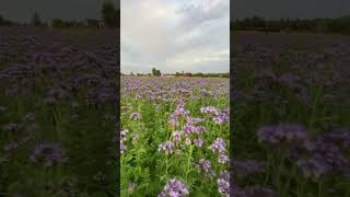 Поздняя фацелия для наших пчёлLate phacelia for our bees [upl. by Kennard]