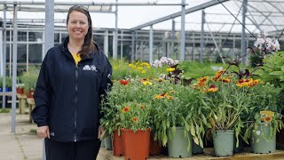 PETITTI Gaillardia  Grow Blanket Flower for Deer Resistance Repeat Blooms amp Pollinators [upl. by Londoner]