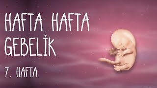 Hafta Hafta Gebelik 7 Hafta [upl. by Eniamrehs]