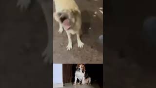 Breezer video funny viral sorts 😍 [upl. by Zsolway]