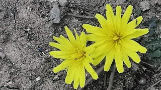 Taraxacum minimum ή Ταραξάκο το ελάχιστο [upl. by Belford621]