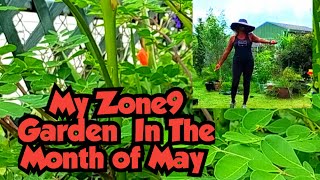 My Zone9 Garden in The Month Of May‼️ [upl. by Hoopes]