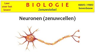 Biologie  Zenuwstelsel1 Neuronen zenuwcellen [upl. by Anoiek783]