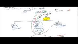 06 Growth Hormone and Insulin Like Growth Factor IGF  Gigantism and Acromegaly [upl. by Alma]