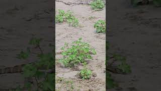 kenya wildlife safari lizard short [upl. by Rosenblum893]