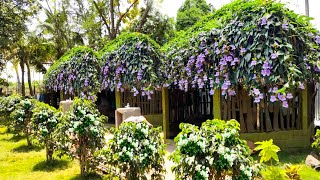 Beautiful Thunbergia grandiflora Care Bengal clock vine care and propagation tips malayalam [upl. by Naldo]