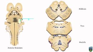 AXON Trigeminothalamic Pathway Fine Tactile Sensation from Face 8 of 9 [upl. by Ettellocin116]