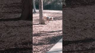 goldendoodle windhavendogpark [upl. by Son991]