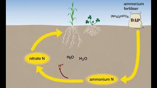 Soil Acidity from nitrogen transformations [upl. by Haff]