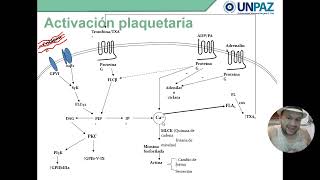 Hemostasia Primaria Tapón Plaquetario [upl. by Butterworth]