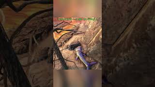 day 2 to find a legendary egg 190 ark arksurvivalevolved [upl. by Ahselet]