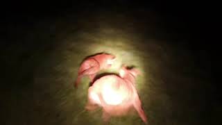 Lamping foxes with lurchers HD 2021 pt1 [upl. by Greenland]