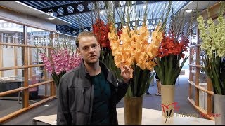 Gladiolus  Flower Vlog 7 [upl. by Shih]