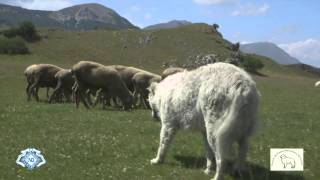 MaremmaAbruzzi Sheepdog Italian Pride ENG TRAILER HD 720p [upl. by Ellis]