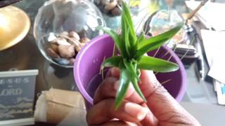 How to water air plants tillandsia [upl. by Yrogreg470]