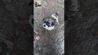 A trembling stray puppy in the rain was helped by a mandogs helpdogs rescuedog puppy poordog [upl. by Eatnad]