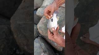 നിങ്ങൾക്ക് വലിയ മീനിനെ പിടിക്കണോ fishing fisherman seafishing fishingmalayalam fish shorts [upl. by Timothee181]