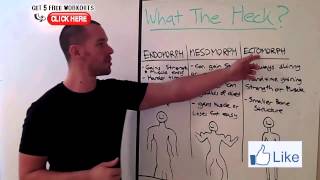 Ectomorph Mesomorph Endomorph What Are They [upl. by Matusow]