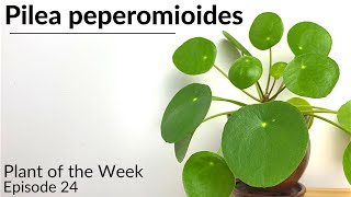 How To Care For Pilea peperomioides  Plant Of The Week Ep 24 [upl. by Pinkham991]