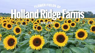 Holland Ridge Farms NJ on a rainy day  Sunflower Fields and Pumpkin Patch [upl. by Acim]