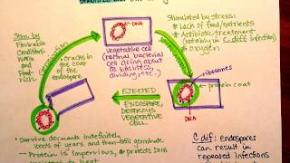 Bacterial Endospores  Endospore Structure Endospore Formation Types of Endospore [upl. by Nissie698]