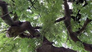 Weeping ash  entire tree  June 2024 [upl. by Hultgren]