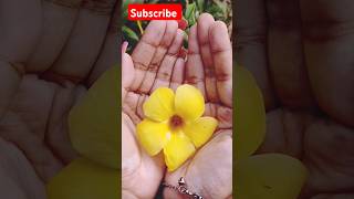 Allamanda floweryoutubeshorts viralvideoflower  trending nature flowergarden [upl. by Aisylla]