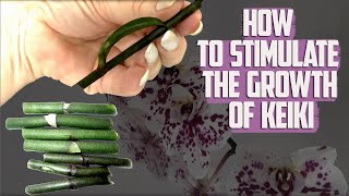 How To induce Orchid Keiki  How to Grow Baby Orchid Plants  Orchid Keikis [upl. by Taryne]