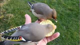 Waxwing Waxwings in my Hand [upl. by Meean729]