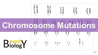 Chromosome mutations [upl. by Zaller841]