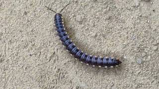 Long legged Millipede roaming millipedes millipede millipedetoy kenno worms keeda keede [upl. by Nosaj]