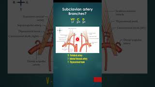 Subclavian artery  Origin Parts Branches  Mnemonic VIT C D [upl. by Trinl415]