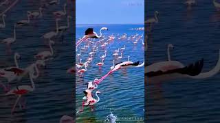 What beautiful birds are flying over the sea relaxing nature city bird bird watching [upl. by Aridni]