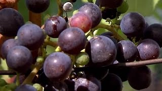 Cultivo de uva y elaboración de vino en Villa de Leyva y Unión Valle  TvAgro Juan Gonzalo Angel [upl. by Leohcin]