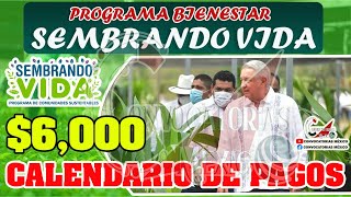 Sembrando Vida Atención Beneficiarios Ya inicio el Depósito Bancario ¡Consulta el Calendario [upl. by Othella]