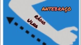 ANTEBRAÇO  ANATOMIA DO RÁDIO E ULNA [upl. by Yetac383]