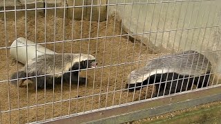 威嚇するラーテル（東山動植物園）Ratel Threaten [upl. by Chauncey]