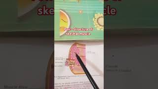 Structure of skeletal muscle  class 11  neet biology motivation Do subscribe 👍 [upl. by Mitchael]