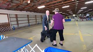 The Mighty Bouvier des Flandres A Loyal Guardian petzpaws learndontreturn bouvierdesflandres [upl. by Alyk]