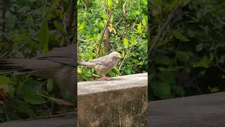 Yellow  Billed Babbler [upl. by Oeflein812]