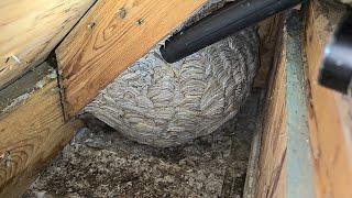 MASSIVE Yellow Jacket Wasp Nest Inside Attic  Wasp Nest Removal [upl. by Yule973]