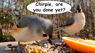 Meet Chirpie the Tufted Titmouse Listen to Her Beautiful Songs and Calls [upl. by Fries]