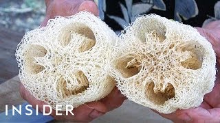 How Luffa Sponges Are Made [upl. by Ynaffit106]