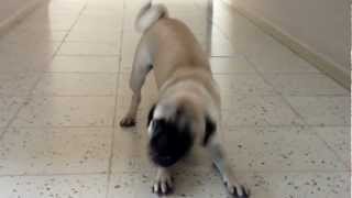 Pug jagger Ladrando [upl. by Sidnala973]