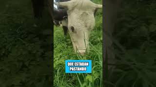 Así es como los rusos engañan a las vacas [upl. by Helbonnas884]