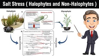 Salt Stress  halophytes and nonhalophytes  salinity of soil in Hindi [upl. by Darach]